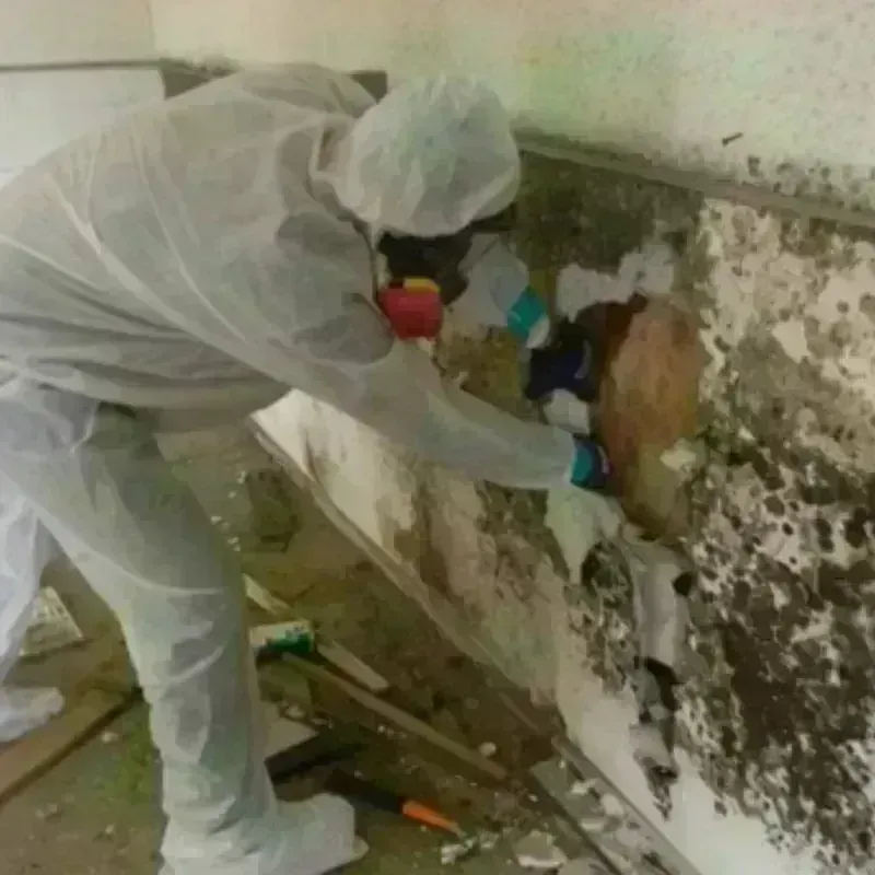 Mold Remediation and Removal in Fort Recovery, OH